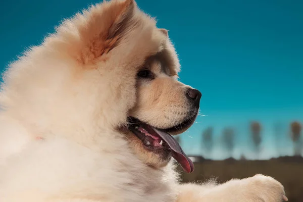 青い空を背景に喘ぐかわいいチャウチャウ子犬犬の毛皮のような頭の側面図 — ストック写真