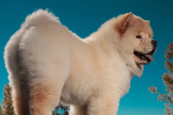 Visão Traseira Cão Cachorro Chow Chow Bonito Contra Céu Azul — Fotografia de Stock