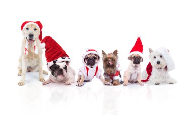 takım altı sevimli köpeklerin farklı doğurmak oturan ve beyaz arka plan üzerinde yalan Noel kostümü