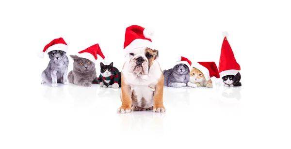 Group Six Adorable Christmas Cats Santa Dog Leader Sitting Front — Stock Photo, Image