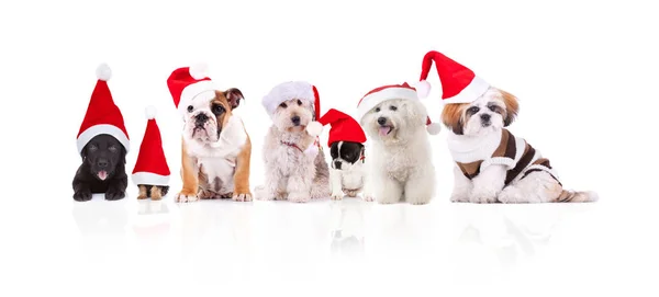 Gruppe Von Sieben Entzückenden Weihnachtsmännern Verschiedener Rassen Auf Weißem Hintergrund — Stockfoto