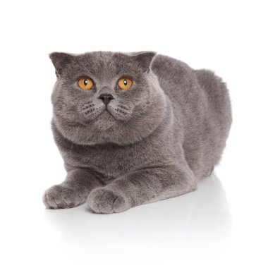 merak scotish kat kedi beyaz arka plan üzerinde yalan ve ararken