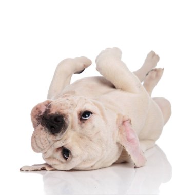 Beyaz arka plan sırtında yatarken şirin oynak İngilizce bulldog köpek yavrusu