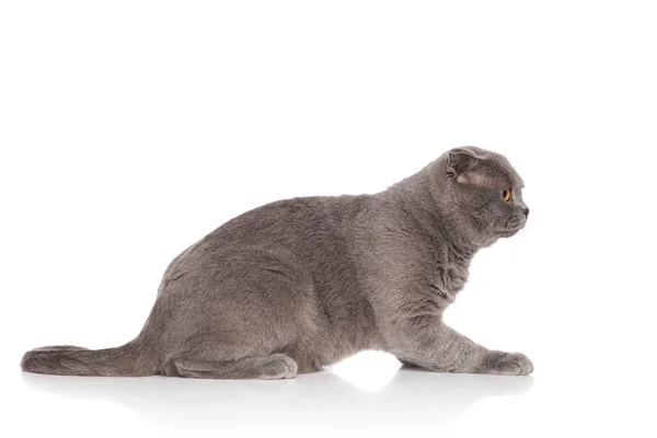 Sidovy Söt Grå Scotish Vik Katt Liggande Vit Bakgrund — Stockfoto