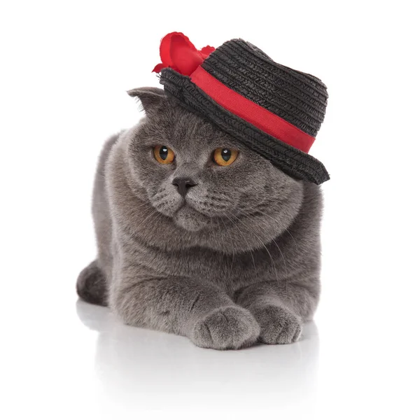 Elegant Scotish Fold Wearing Black Hat Looks Side While Lying — Stock Photo, Image