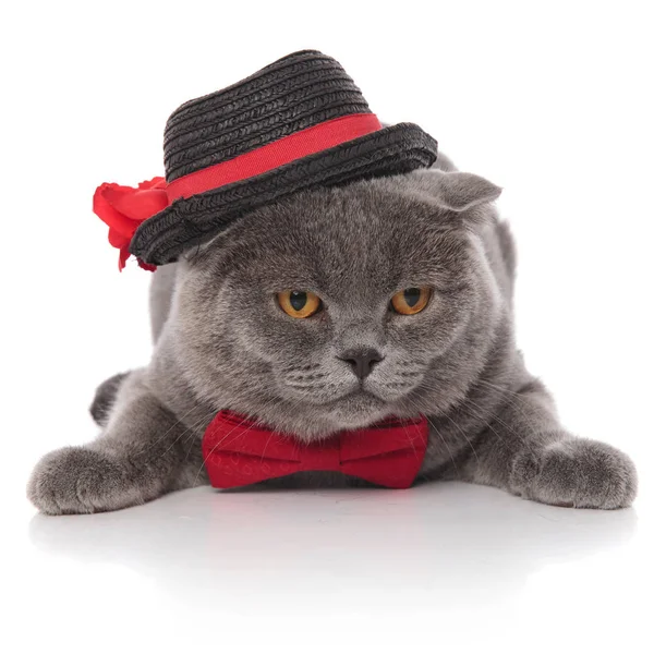 Classy Grey Cat Wearing Black Hat Red Bowtie Lying White — Stock Photo, Image