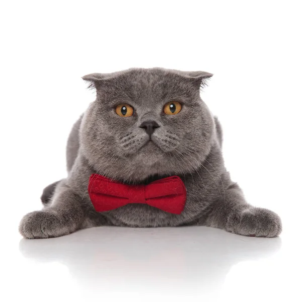 白い背景の上の腹の上に横たわる赤ボウタイと素敵な灰色の毛皮で覆われた猫 — ストック写真