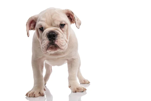 Witte Engels Bulldog Pup Permanent Witte Achtergrond Zoek Vervelen — Stockfoto