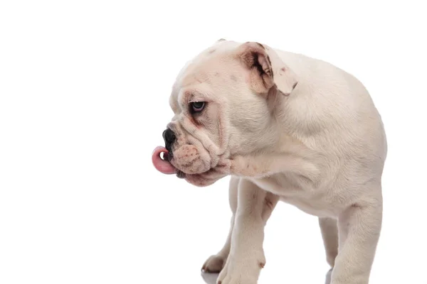 Close Arquejar Bulldog Inglês Olhando Para Lado Fundo Branco — Fotografia de Stock