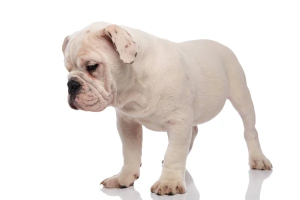 Curioso Branco Inglês Bulldog Fica Fundo Branco Olha Para Baixo — Fotografia de Stock