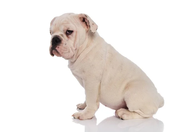 Seitenansicht Der Entzückenden Englischen Bulldogge Die Auf Weißem Hintergrund Sitzt — Stockfoto