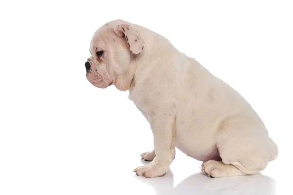 Zijaanzicht Van Zittende Witte Engels Bulldog Neer Kijken Witte Achtergrond — Stockfoto