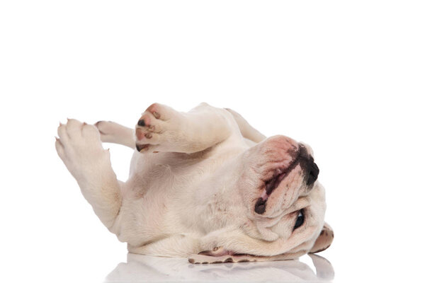 joyful white english bulldog puppy rolling and playing on white background