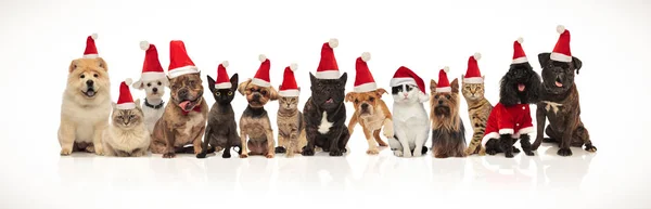 Duży Zespół Boże Narodzenie Wiele Cute Kotów Psów Stojący Siedzi — Zdjęcie stockowe