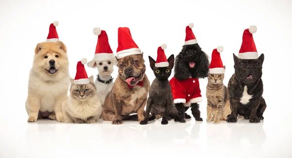Grupo Ocho Adorables Gatos Perros Santa Con Disfraces Sentados Pie — Foto de Stock