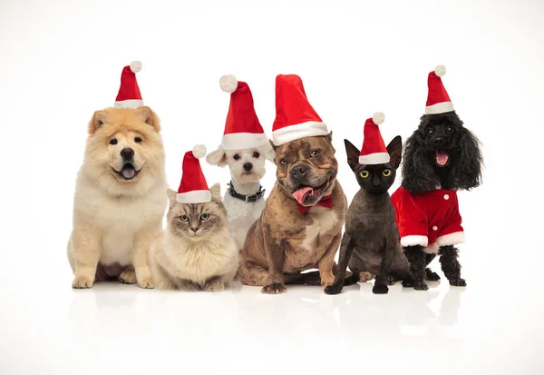 Team Von Sechs Niedlichen Haustieren Mit Weihnachtsmützen Keuchend Sitzen Und — Stockfoto
