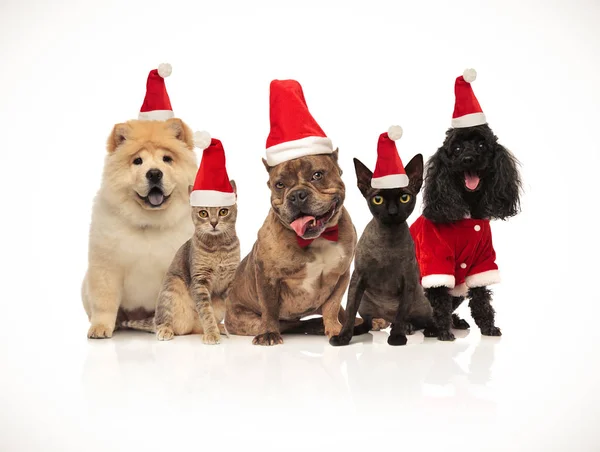 Fünf Katzen Und Hunde Verschiedener Rassen Mit Weihnachtsmützen Auf Weißem — Stockfoto