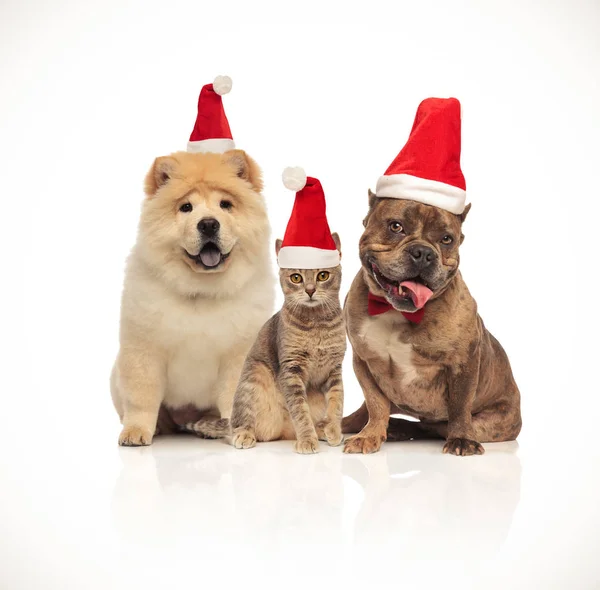 小组三个可爱的宠物不同品种与圣诞老人帽子坐在白色背景 — 图库照片