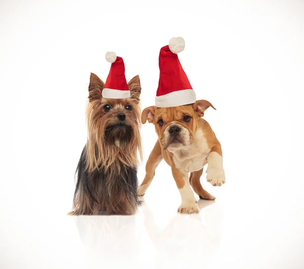 可爱的约克郡猎犬和英国斗牛犬夫妇戴着圣诞老人的帽子 而站在白色的背景 — 图库照片