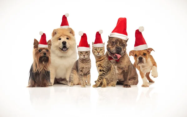 Grupa Śliczny Brązowy Kotów Psów Różnych Ras Noszenie Czapki Santa — Zdjęcie stockowe