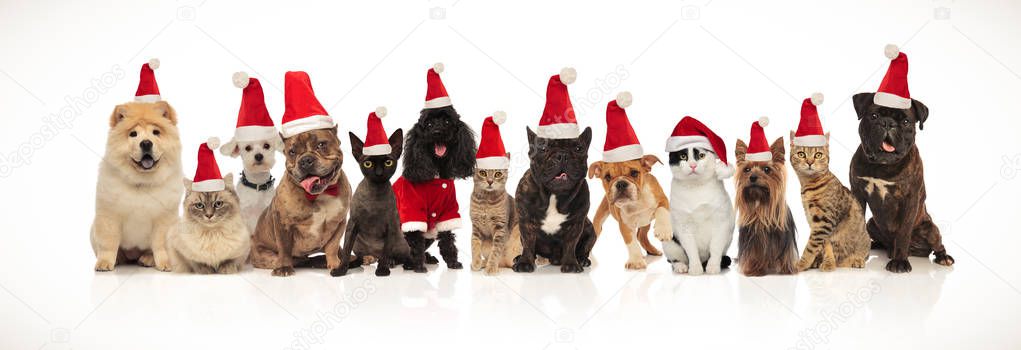 adorable santa pets wearing hats sitting, standing and lying on white background