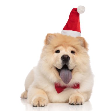 klas chow chow beyaz arka plan üzerinde yalan ve nefes nefese Noel Baba şapkası