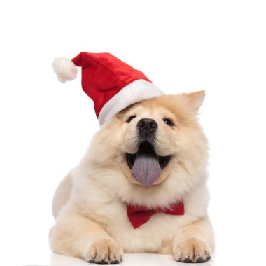 mutlu Noel Baba chow chow beyaz arka plan üzerinde rahatlatıcı ve nefes nefese papyon ile