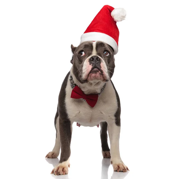 Adorable Gentleman American Bully Santa Hat Looks Side While Standing — Stock Photo, Image