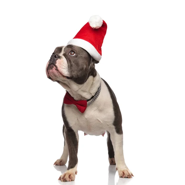 Αριστοκρατικό American Bully Φορώντας Καπέλο Santa Φαίνεται Επάνω Πλευρά Ενώ — Φωτογραφία Αρχείου