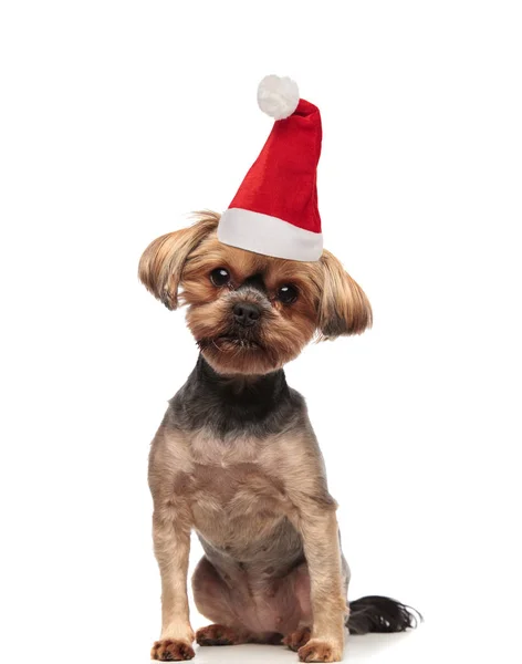 Schattige Kleine Bruine Hond Dragen Kerstmuts Zittend Witte Achtergrond — Stockfoto