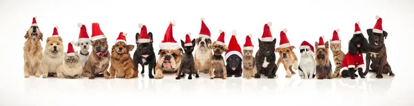 Urocza Grupa Dużo Pieszczochy Boże Narodzenie Noszenie Czapki Santa Stojąc — Zdjęcie stockowe