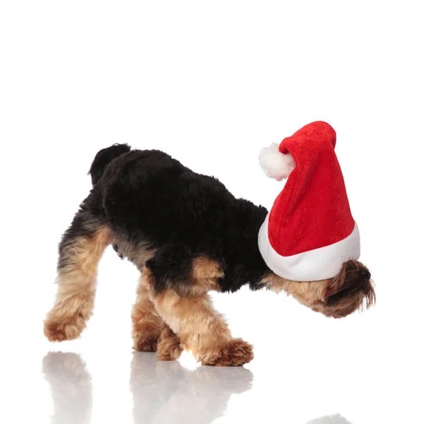 Nieuwsgierig Yorkshire Terrier Met Kerstmuts Wandelen Naar Kant Snuiven Terwijl — Stockfoto