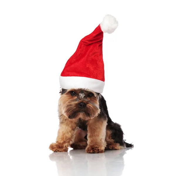 Adorabile Seduto Yorkshire Terrier Vestito Babbo Natale Guarda Giù Sfondo — Foto Stock