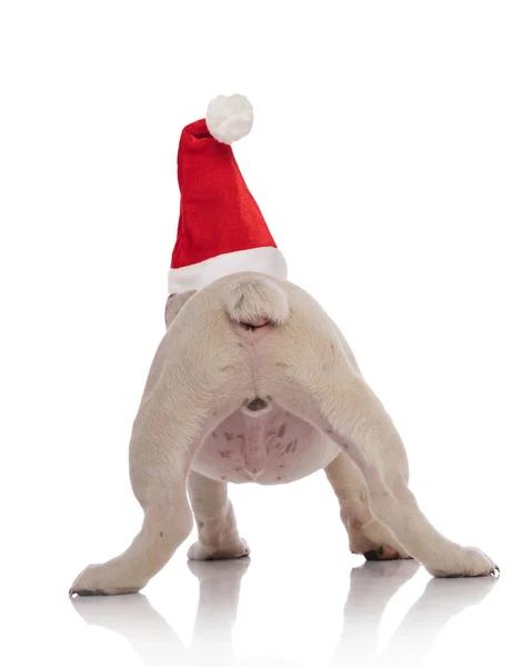 Angol Bulldog Viselt Santa Kalap Álló Fehér Háttér Hátulnézete — Stock Fotó