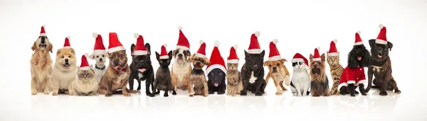 Gran Grupo Adorables Gatos Perros Con Sombreros Santa Sentado Pie —  Fotos de Stock