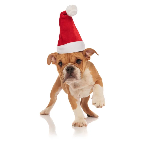 Söt Brun Engelsk Bulldogg Med Santa Hatt Kliva Vit Bakgrund — Stockfoto