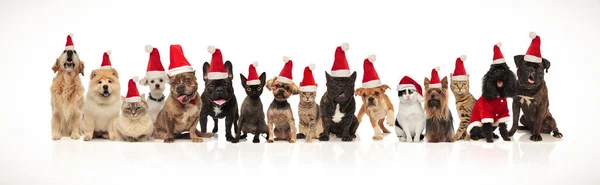 Viele Entzückende Haustiere Verschiedener Rassen Tragen Weihnachtsmützen Stehen Und Sitzen — Stockfoto