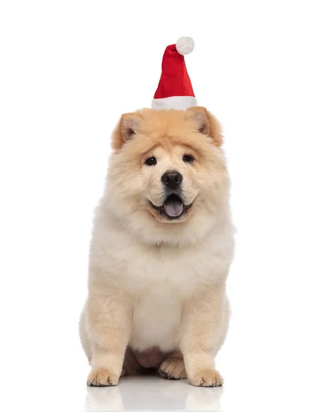 Entzückende Pelzige Chow Chow Mit Weihnachtsmütze Sitzt Auf Weißem Hintergrund — Stockfoto