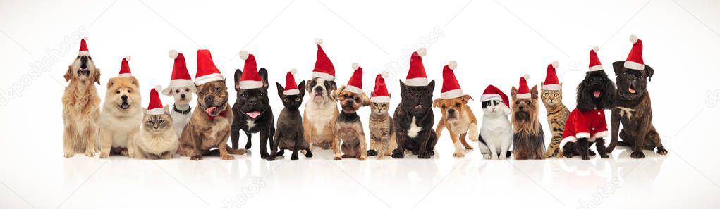 cute group of christmas cats and dogs of different breeds sitting and standing on white background and panting