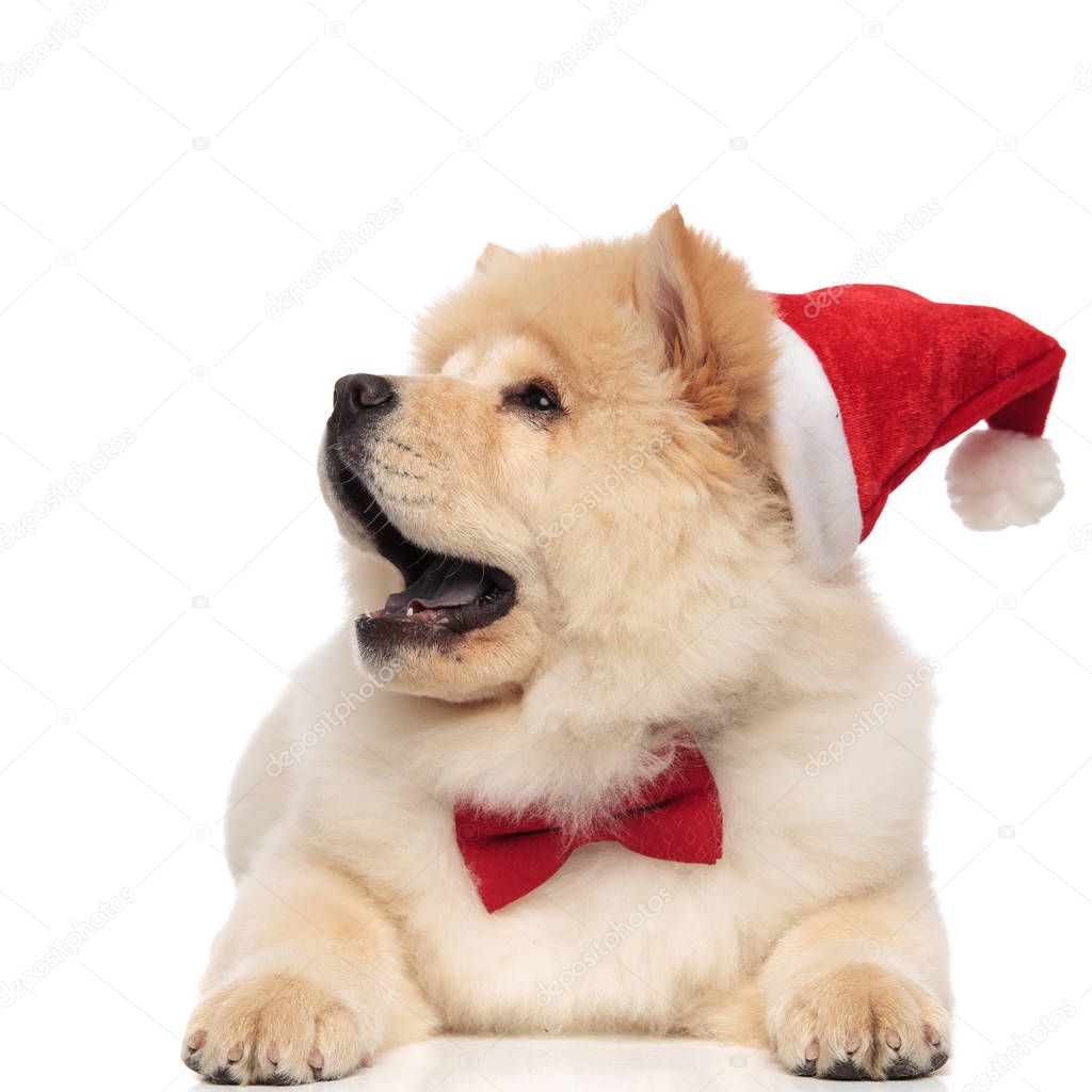 surprised chow chow wearing santa hat looks up to side while lying with mouth open on white background