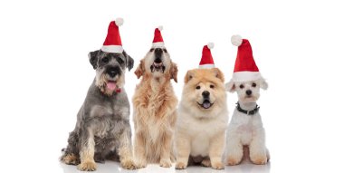 takım dört sevimli Noel Baba köpeklerin farklı doğurmak beyaz arka plan üzerinde otururken nefes nefese