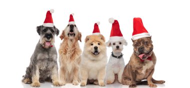 Beyaz arka plan üzerinde otururken nefes nefese giyen Noel Baba şapkaları grup farklı beş köpek doğurmak