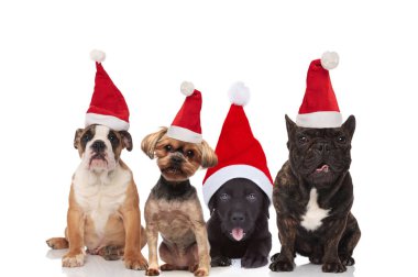 çok güzel grup dört santa köpek oturma ve beyaz arka plan üzerinde yalan farklı cins