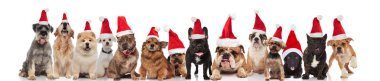 neşeli Noel köpekler oturma, ayakta ve beyaz arka plan üzerinde yalan farklı cins büyük grup