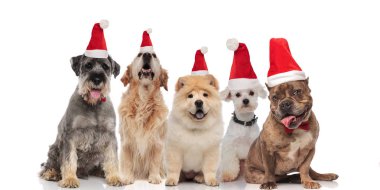 Beyaz arka plan üzerinde oturan farklı doğurmak beş santa köpeklerin çok güzel grup