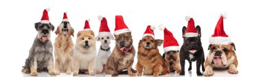 çok güzel takım oturma, ayakta ve beyaz arka plan üzerinde yalan Noel Baba kostümleri giyen köpek
