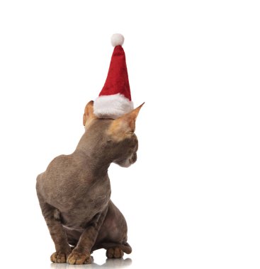 şirin gri santa kedi beyaz arka plan üzerinde oturur ve arkasında görünüyor