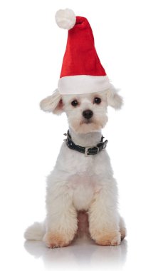 bir santa şapka ve siyah yaka beyaz arka plan üzerinde oturan sevimli beyaz bichon
