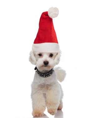 yorgunluk bir yaka beyaz arka plan üzerinde ileri adım şirin santa bichon