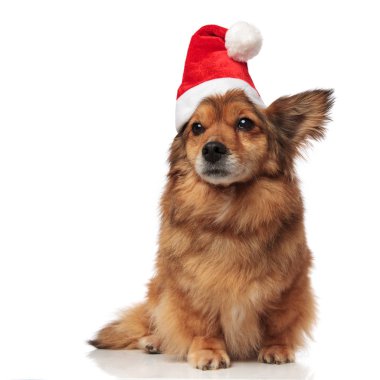 Beyaz arka plan üzerinde yalan tarafına çok güzel kahverengi metis köpek Noel Baba şapkası ile görünüyor